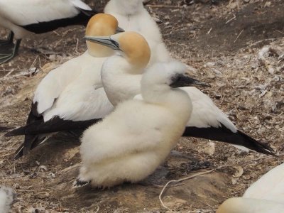 Gannets with Chicks 2