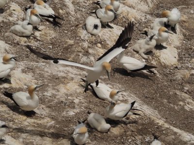 Gannet Landing 1