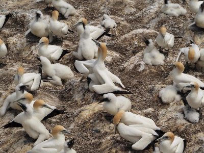 Gannets Courting 4