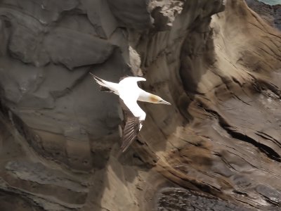 GIF 34