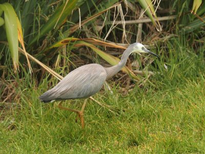 Whitefaced Heron
