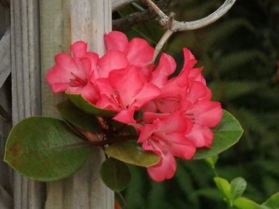 Rhododendron SH-1.jpg