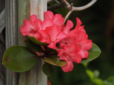 Rhododendron E-M10 IV.jpg
