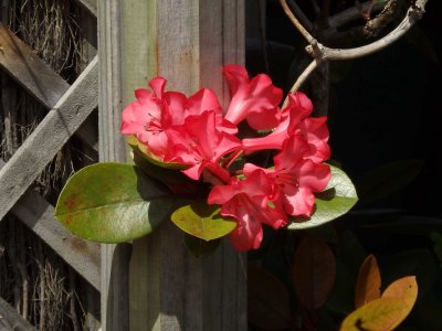 Rhododendron SH-1.jpg