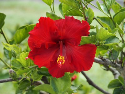 Hibiscus 3