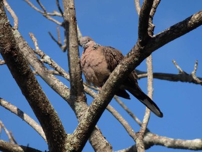 Spotted Dove 2