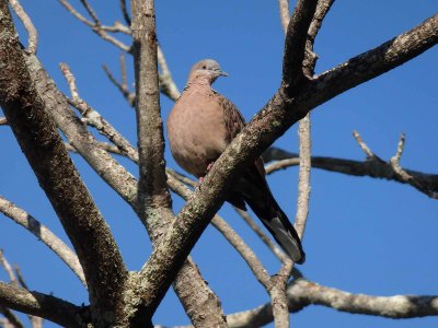 Spotted Dove 3