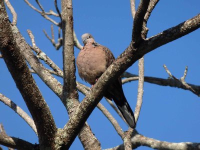 Spotted Dove 4