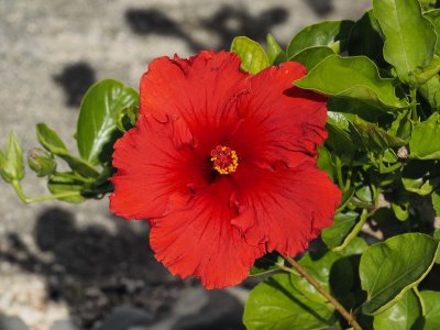 Hibiscus 2