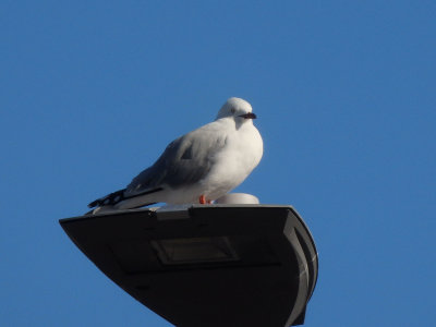 Black-backed Gull 3