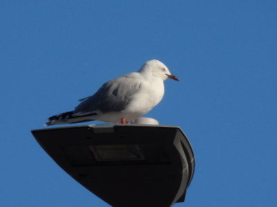 Black-backed Gull 4
