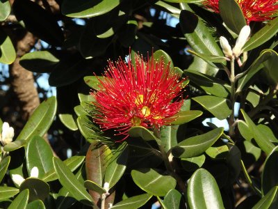 Pohutakawa Blossom