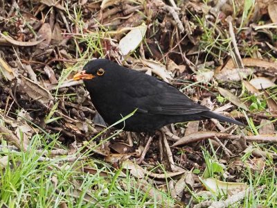 Blackbird 14