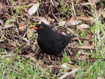 Blackbird 16