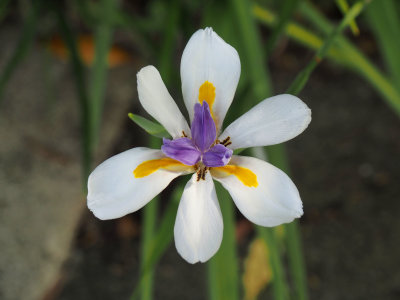 New Zealand Iris