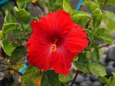 Hibiscus