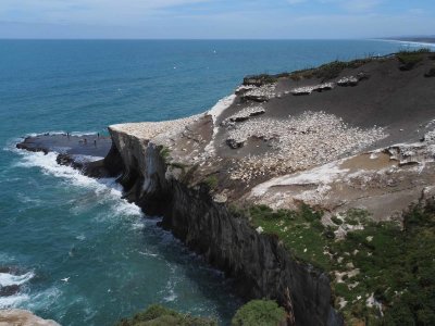 Gannet Colony 7