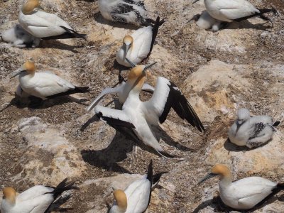 Gannets Courting 7