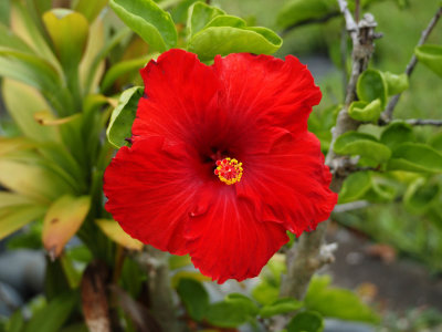 Red Hibiscus