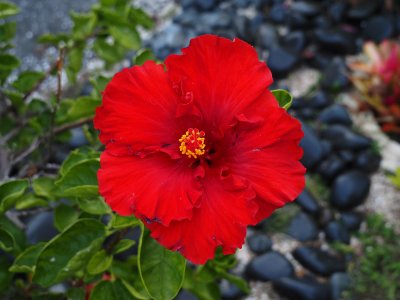 Hibiscus