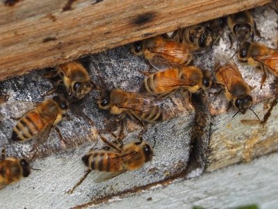 Bees 3