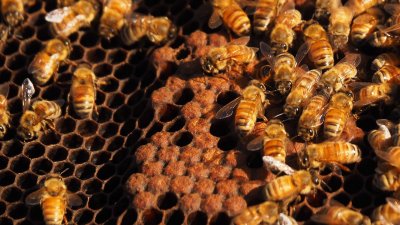 Bees 5
