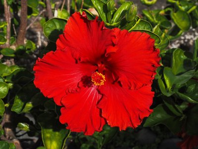 Hibiscus 1