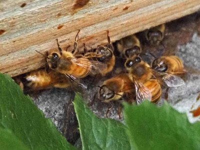 Bees 6