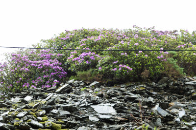 A close-up view of Rhododendrons growing in slate mining waste!
