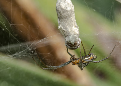 DSC00025_spider.jpg