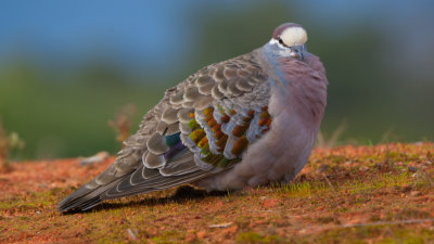 Common Bronzewing