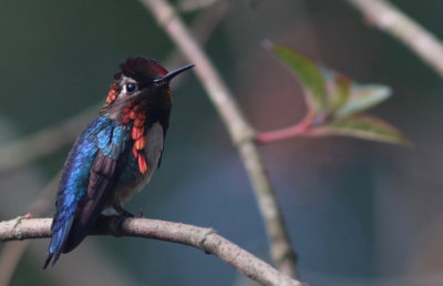Bee Hummingbird
