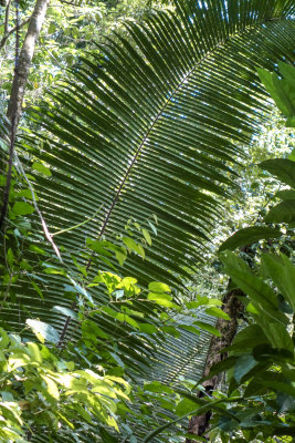 Las Escobas Tropical Rainforest - Izabal, Guatemala