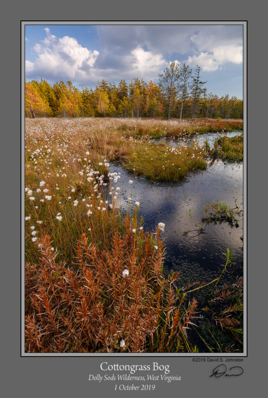 Cottongrass_Bog_19102.jpg