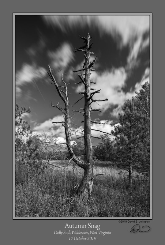 Autumn_Snag_BW.jpg
