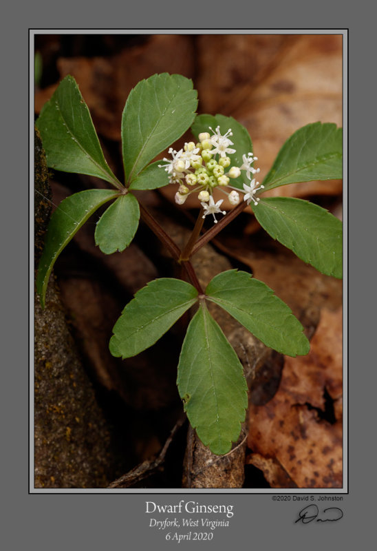 Ginseng, the Divine Root by David A. Taylor Ginseng, the Divine Root by David A. Taylor