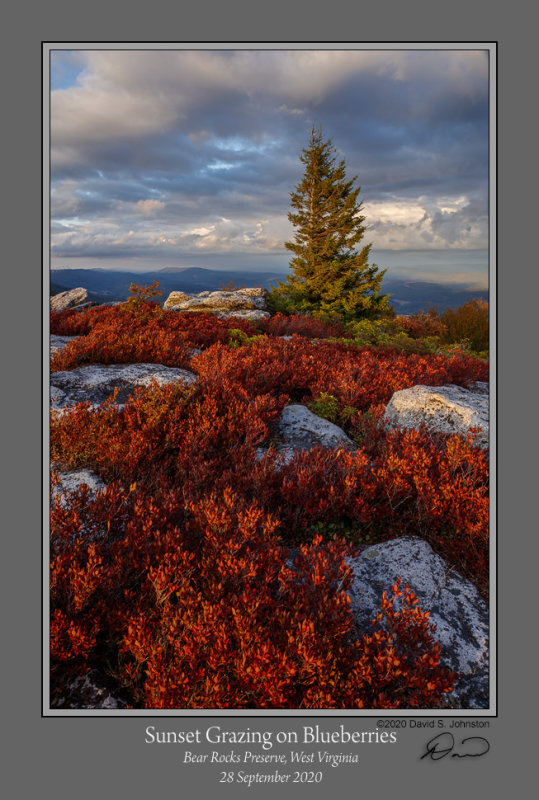 Sunset Grazing Blueberries Bear Rocks.jpg