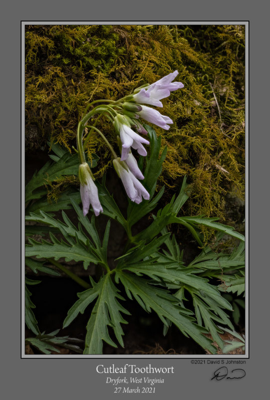 2103 Cutleaf Toothwort.jpg