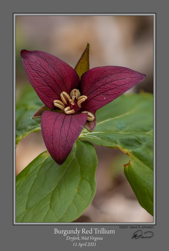Burgundy Trillium 3.jpg