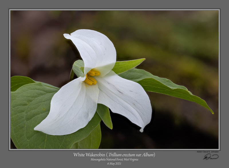 White Wakerobin (T Erectum v Album).jpg