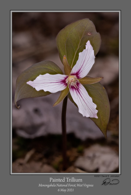 Painted Trillium 1.jpg