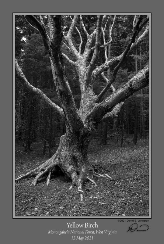 Yellow Birch 2105.jpg