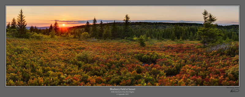 Blueberry Field Sunset.jpg