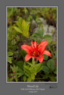 Wood_Lily_Dolly_Sods_1907.jpg