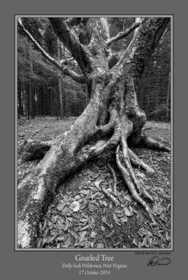 Gnarled_Tree_1910.jpg