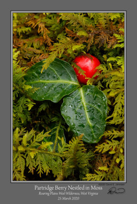 Partridge Berry in Moss.jpg