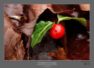 Partridge Berry Emerging from Leaves.jpg