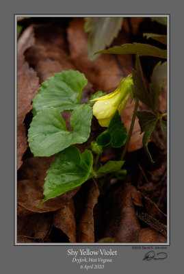 Round Leaved Yellow Violet 1.jpg