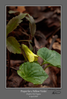 Round Leaved Yellow Violet 2.jpg