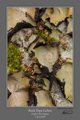 Rock Tripe Lichen 1.jpg